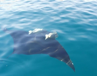  Manta ray of the sea 